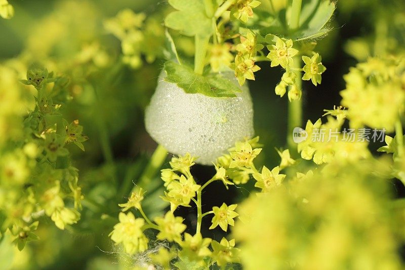 与Aphrophoridae Alchemilla